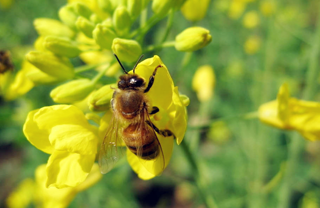 蜜蜂授粉：1只蜜蜂等于5个劳动力